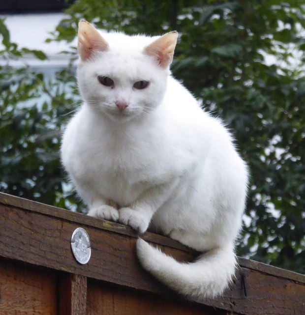 White Cat 1