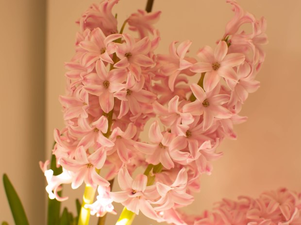 Hyacinths 1