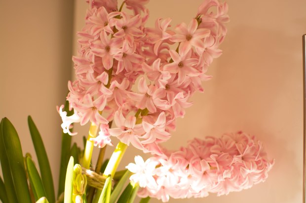 Hyacinths 3