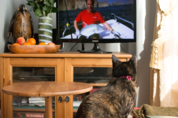 Toile watching fishing