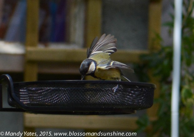 Great Tit. 5