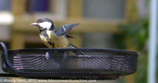 Great Tit. 7