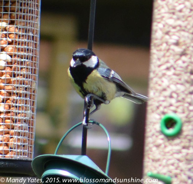 Great Tit. 8