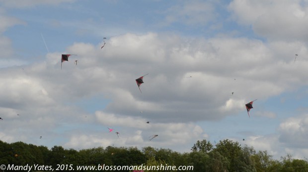 Kites 22