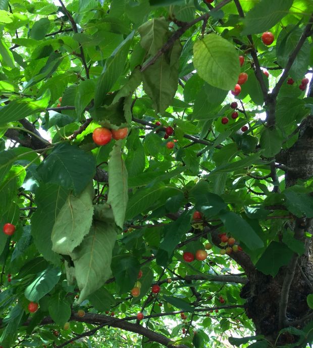 Portobello Road Wednesday 32