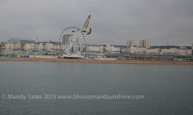 Brighton 12