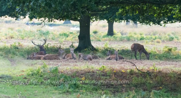 Richmond park 1