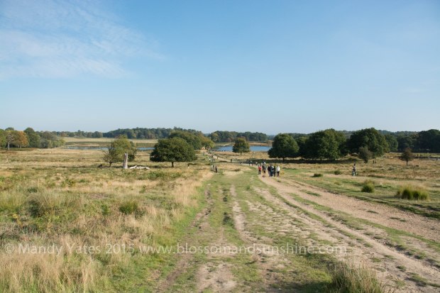 Richmond park 13