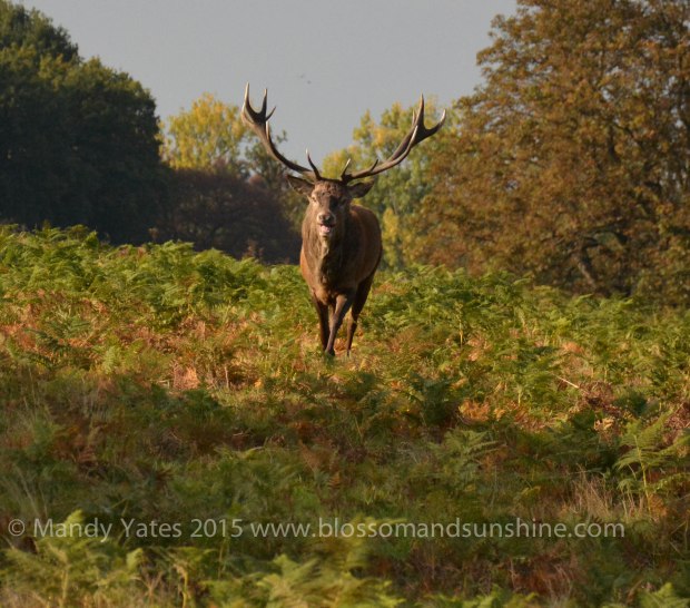 Richmond park 14