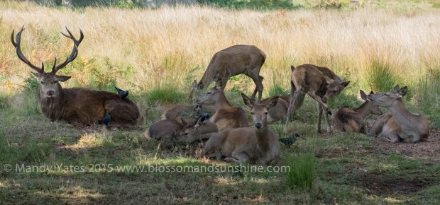 Richmond park 3