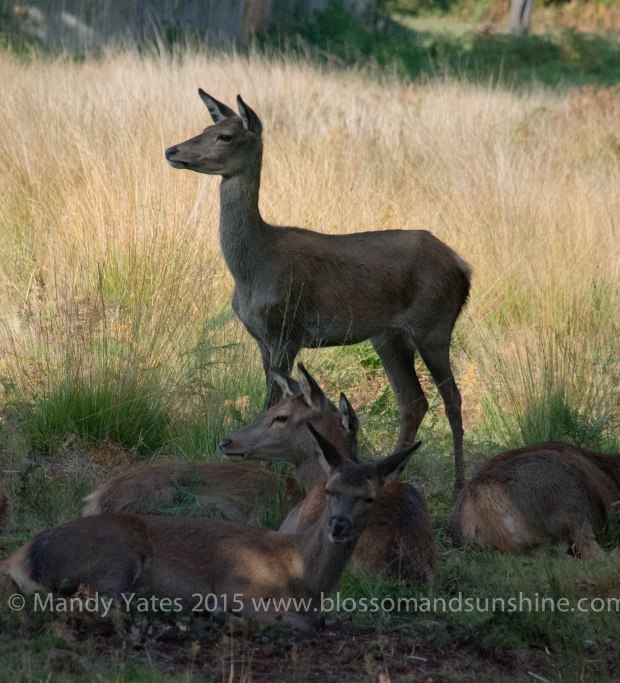 Richmond park 4