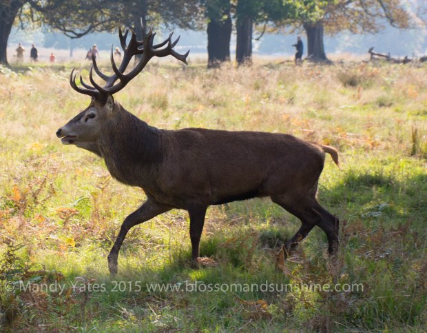 Richmond park 7