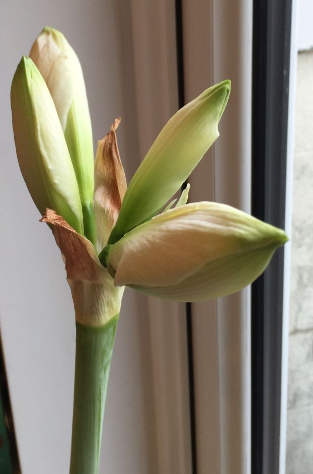 amaryllis 2