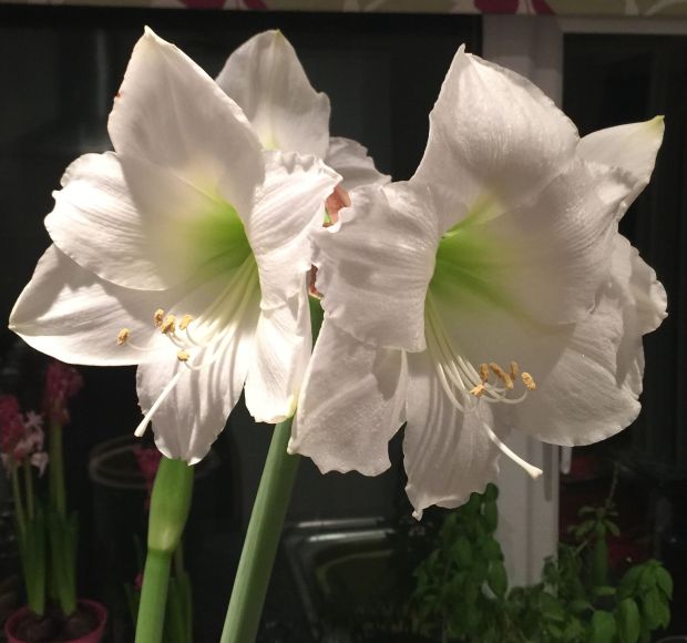 amaryllis opened 2