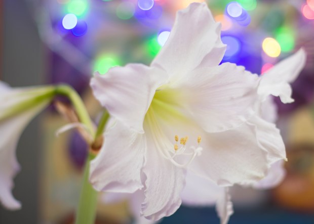 Amaryilis February 1