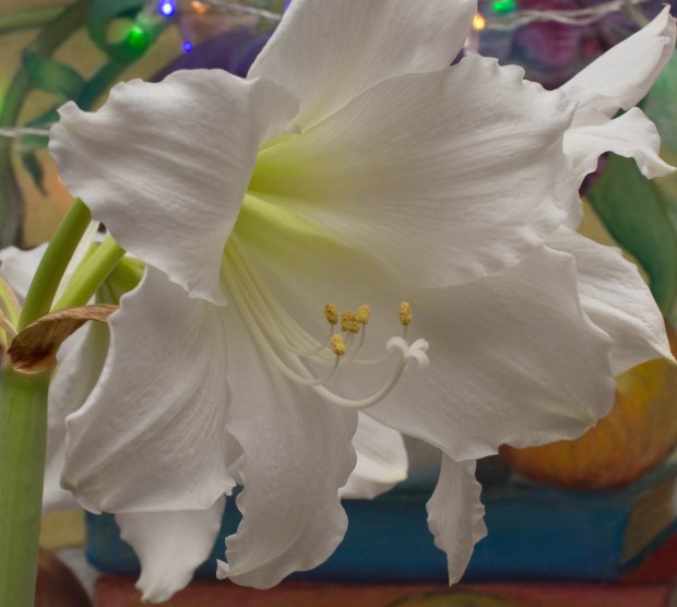 Amaryilis February 2