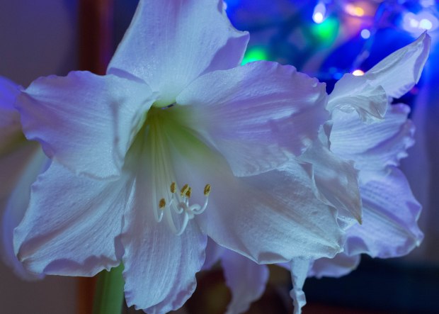 Amaryilis February 3