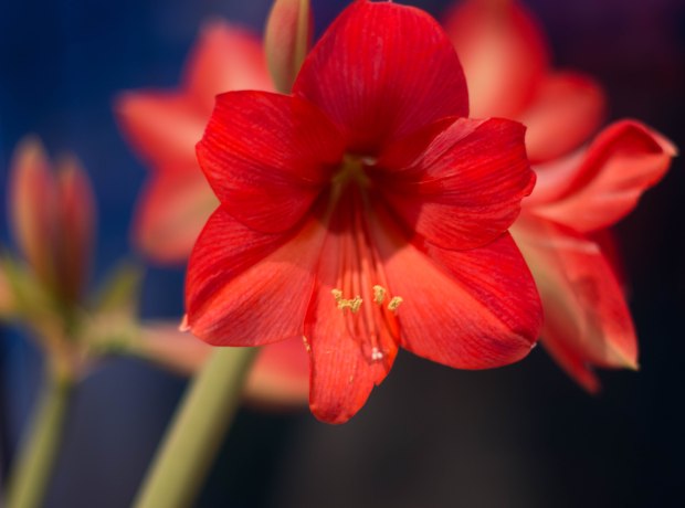 Amaryilis February 4