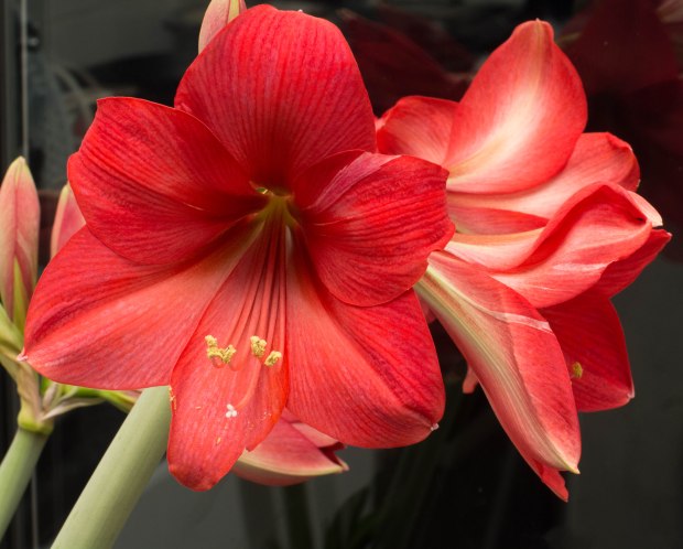 Amaryilis February 5