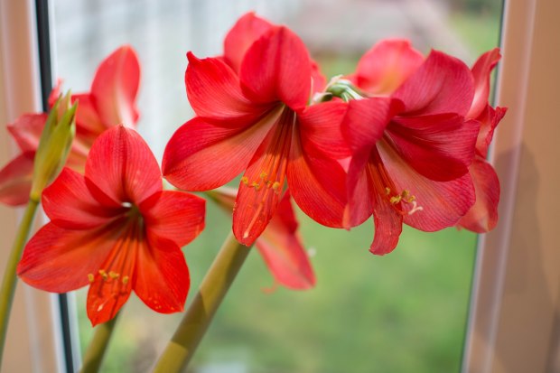 Amaryilis February 6