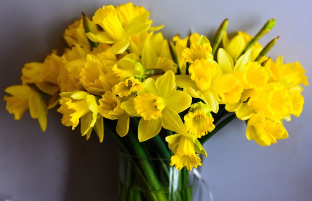 daffodils