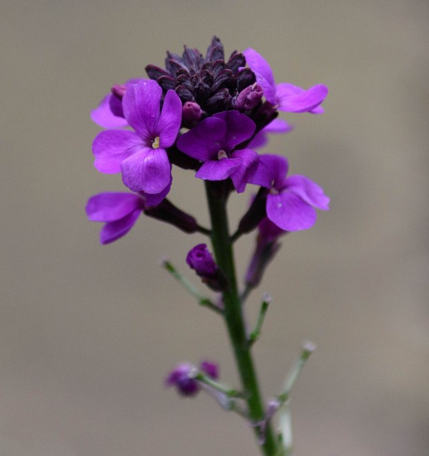 end of february flowers 1