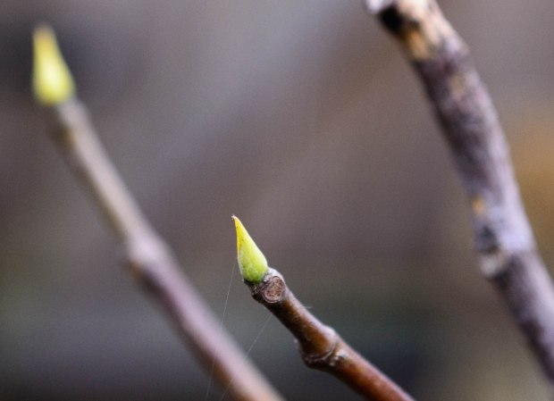 end of february flowers 3