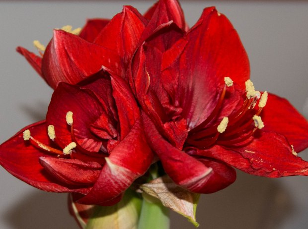 last amaryllis._