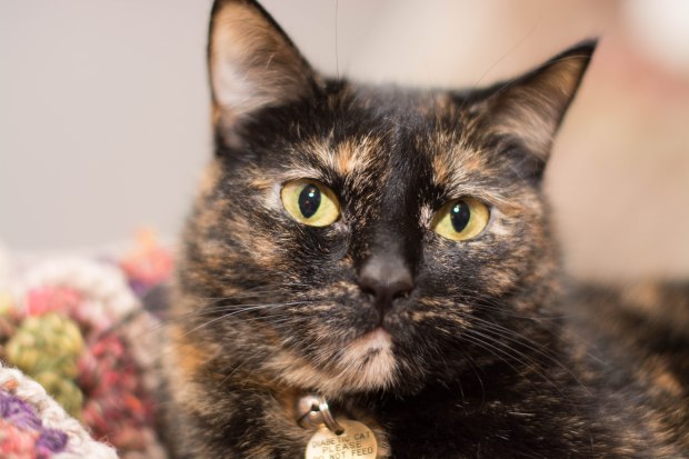 Toile February 2016 1