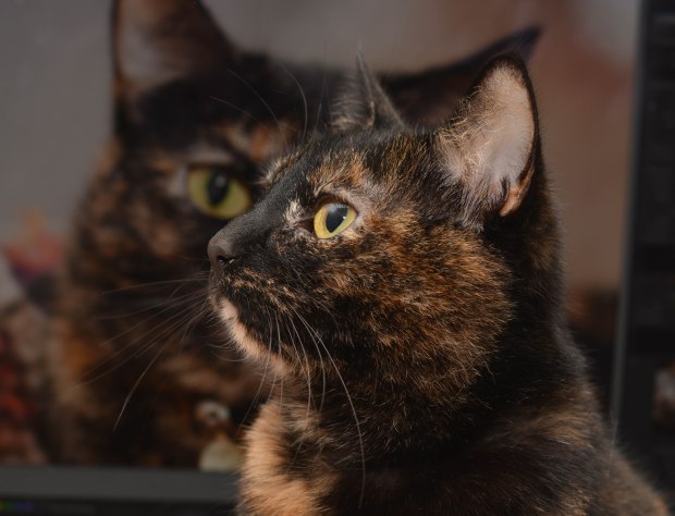 Toile February 2016 7