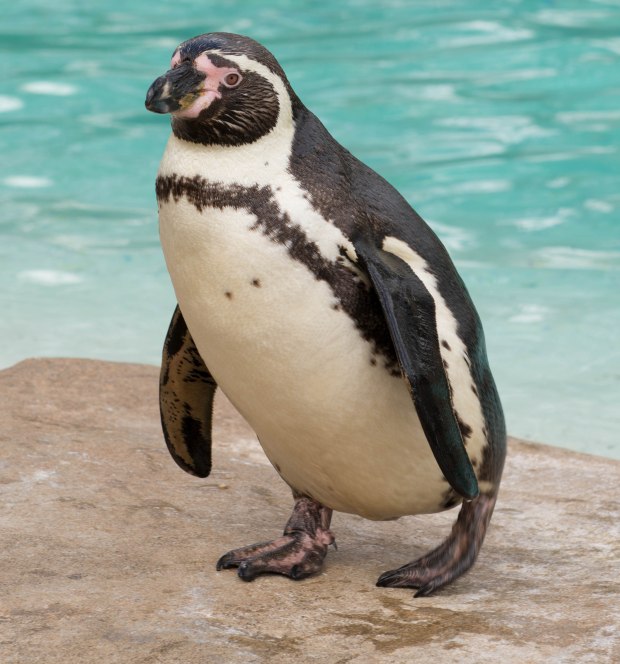 London Zoo 1st Day 2