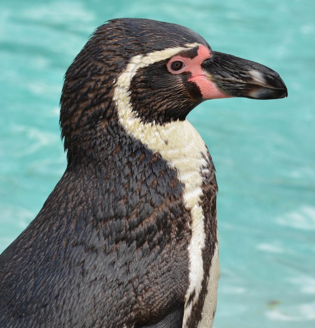 London Zoo 1st Day 3