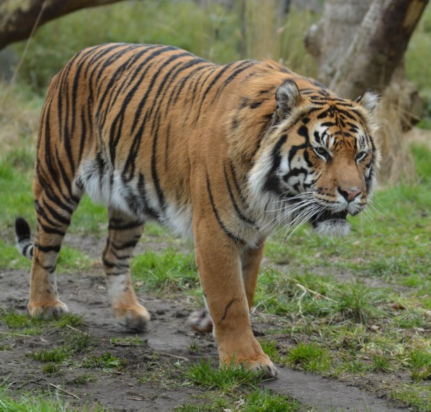 London Zoo 1st Day 4