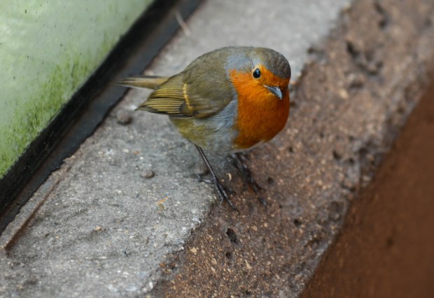 London Zoo 1st Day 6
