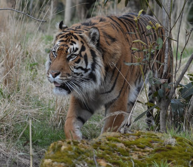 London Zoo 1st Day 7