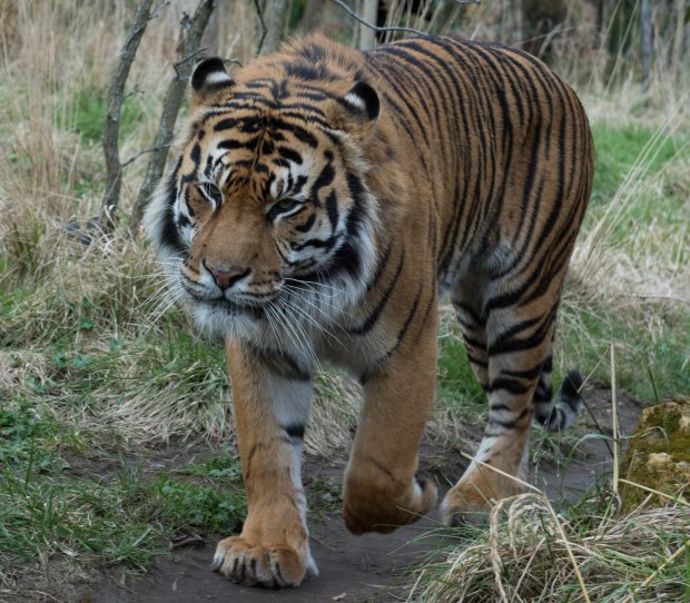 London Zoo 1st Day 8