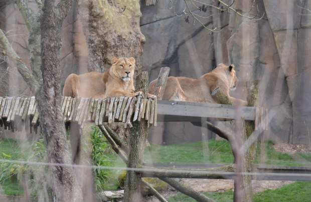 London Zoo 1st Day 9