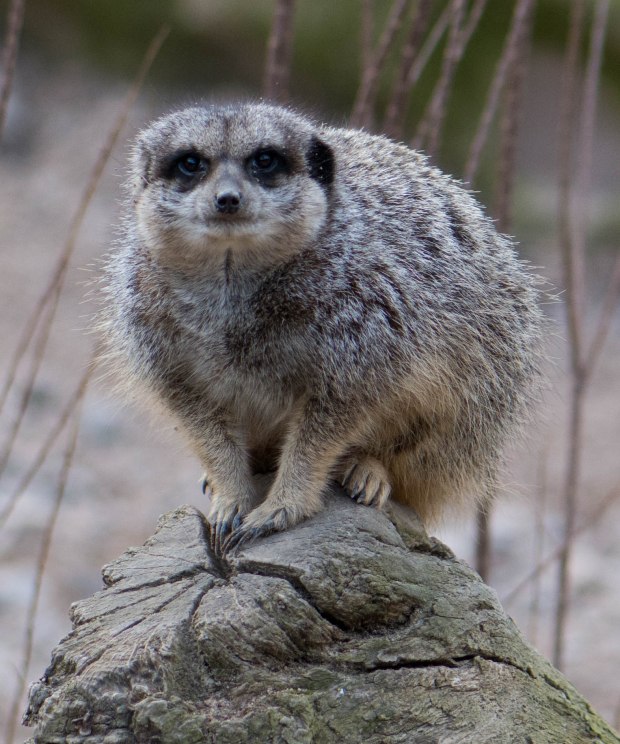 London Zoo 2nd Day 11