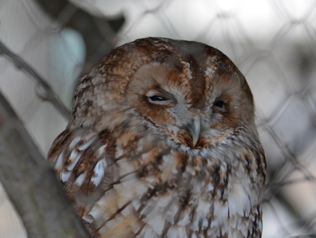 London Zoo 2nd Day 12