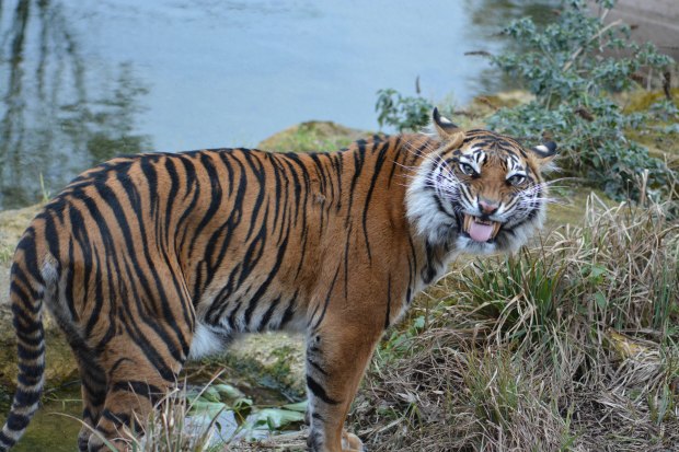 London Zoo 2nd Day 14