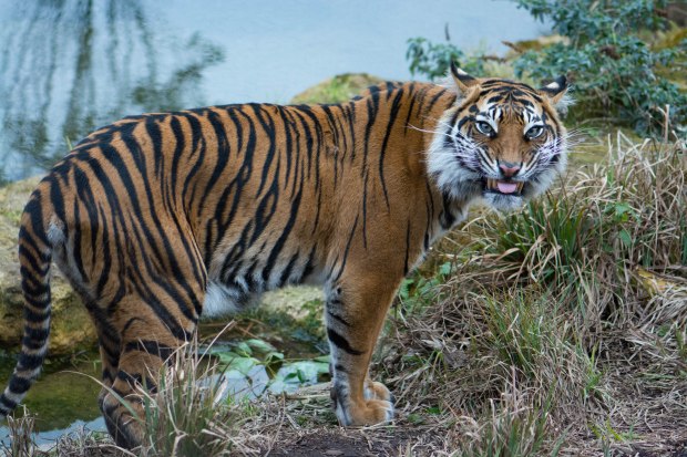 London Zoo 2nd Day 15