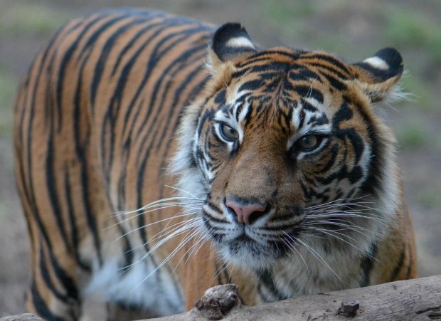 London Zoo 2nd Day 16