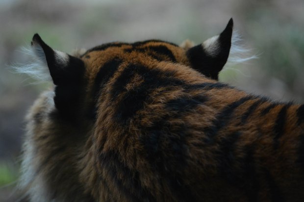 London Zoo 2nd Day 17