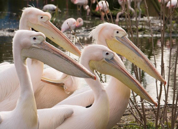 London Zoo 2nd Day 2