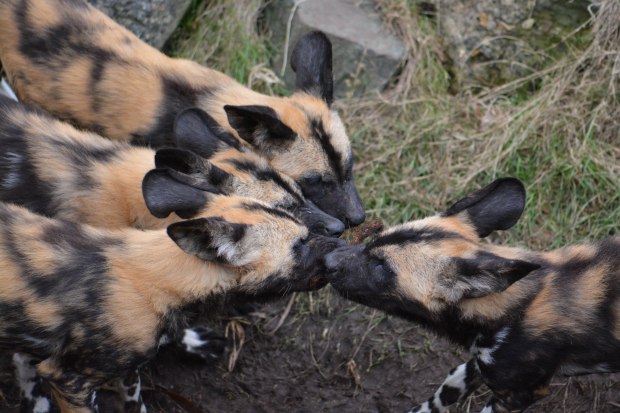 London Zoo 2nd Day 21