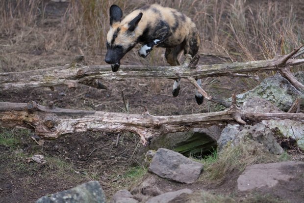 London Zoo 2nd Day 22