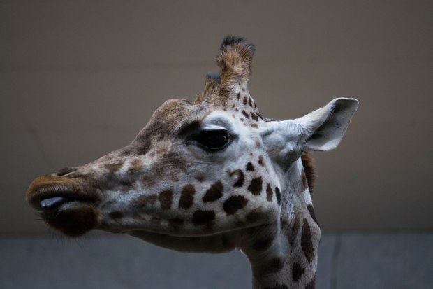 London Zoo 2nd Day 23