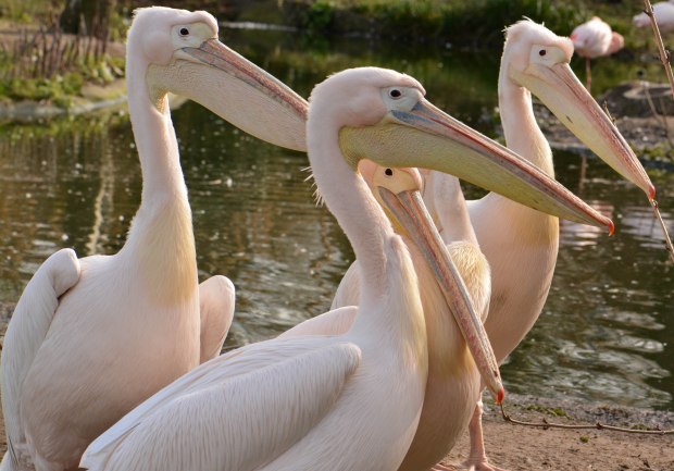 London Zoo 2nd Day 4