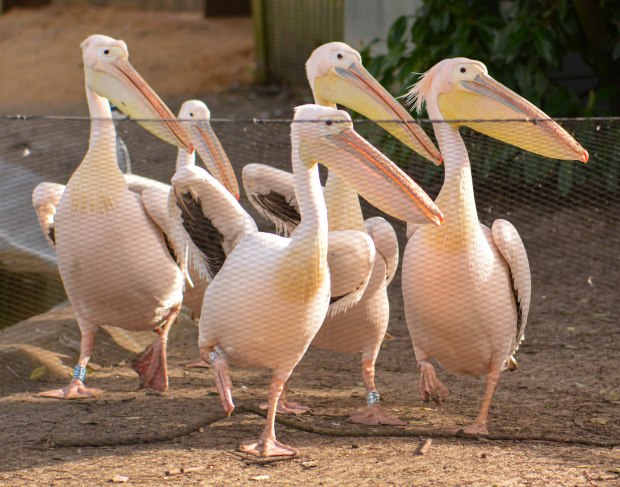 London Zoo 2nd Day 5
