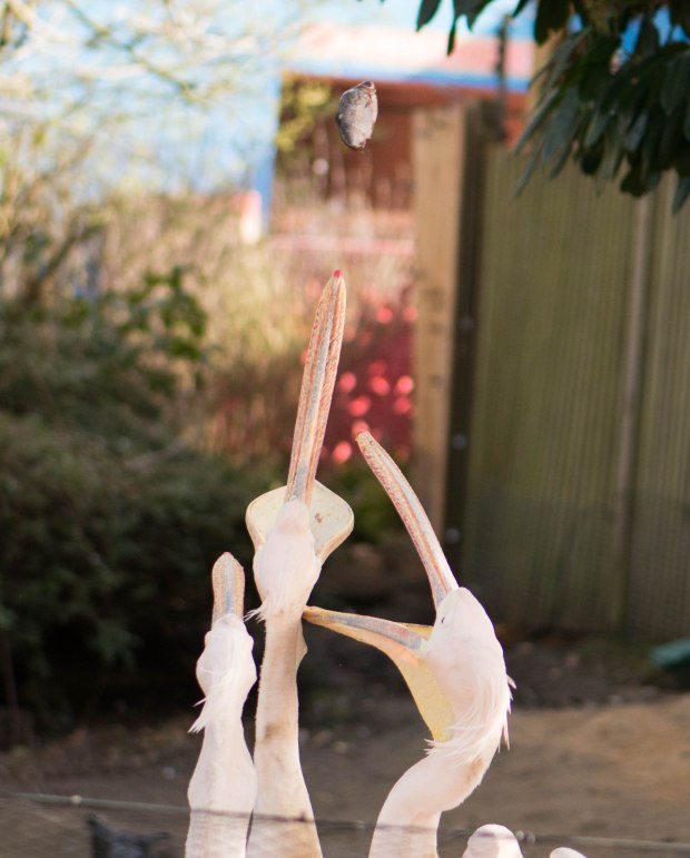 London Zoo 2nd Day 6